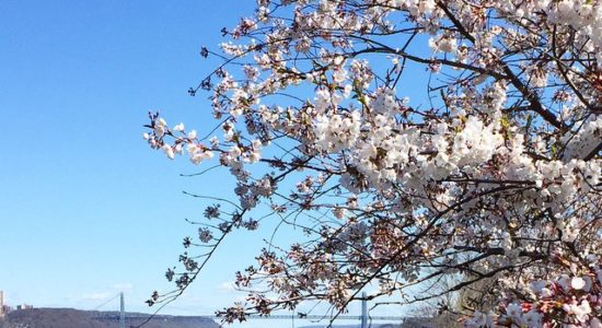 cherry-walk-riverside-park